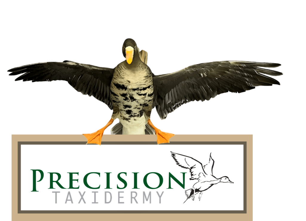 Flying bird taxidermy mount inside a Precision Taxidermy emblem with a blank nameplate.