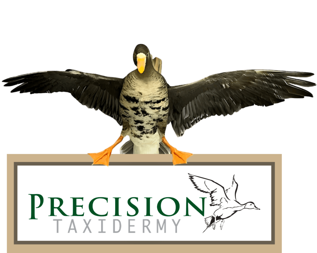 Flying bird taxidermy mount inside a Precision Taxidermy emblem with a blank nameplate.