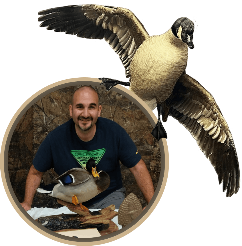 Taxidermist holding a mallard mount beside a large flying Canada goose taxidermy mount in a cutout collage.